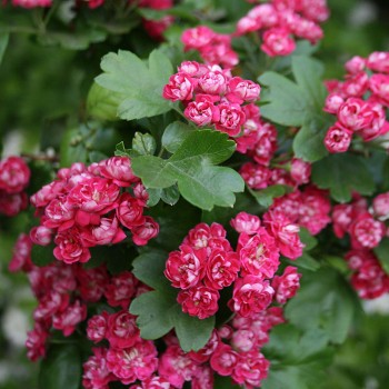 Vilkābele, divirbuļu'Paul's Scarlet' /crataegus x media/ - augstcelma - PA 260-280 - C45 kont.