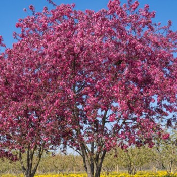 Abele, purpura (dekoratīvā - paradīzes) ,,Royalty,, /malus purpurea/ - 120-140cm., C5 kont.