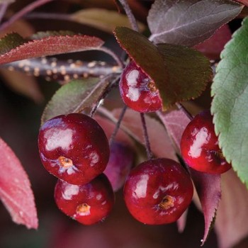 Abele, purpura (dekoratīvā - paradīzes) ,,Royalty,, /malus purpurea/ - 120-140cm., C5 kont.