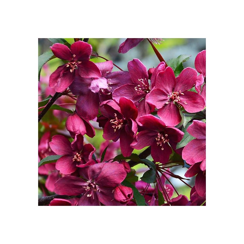 Abele, purpura (dekoratīvā - paradīzes) ,,Royalty,, /malus purpurea/ - 120-140cm., C5 kont.