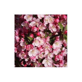 Ābele, purpura (dekoratīvā - paradīzes),,Coralburst,, /malus purpurea/ - 60-80cm., C5 kont.