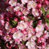 Ābele, purpura (dekoratīvā - paradīzes),,Coralburst,, /malus purpurea/ - 60-80cm., C5 kont.