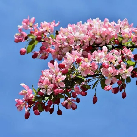 Ābele, purpura (dekoratīvā - paradīzes),,Coralburst,, /malus purpurea/ - 60-80cm., C5 kont.