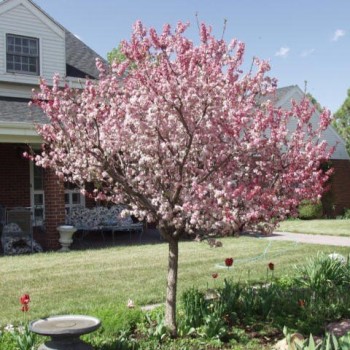 Ābele, purpura (dekoratīvā - paradīzes),,Coralburst,, /malus purpurea/ - 60-80cm., C5 kont.