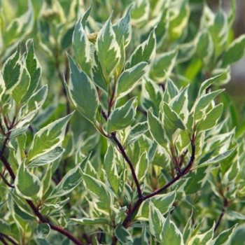 Grimonis, baltais ,,Argenteo Marginata,, /Cornus alba/ - C3 kont. - 40-60cm.