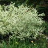 Grimonis, baltais ,,Argenteo Marginata,, /Cornus alba/ - C3 kont. - 40-60cm.