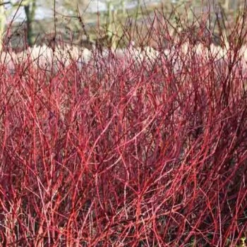 Grimonis, baltais ,,Argenteo Marginata,, /Cornus alba/ - C3 kont. - 40-60cm.