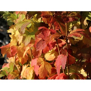 Irbene, parastā 'Roseum'/Viburnum opulus/ - augstcelma - PA 140-160cm., C12 kont.