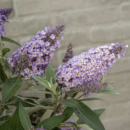 Budleja Dāvida ,,Butterfly Candy Lila Sweetheart,, /Buddleja davidii/- P9 kont.