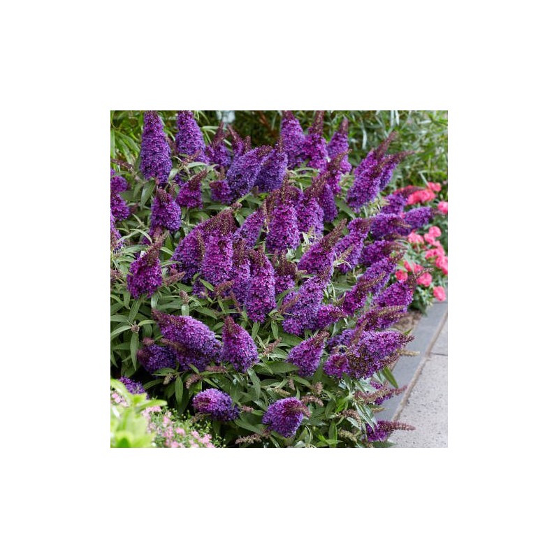 Budleja, Dāvida ,,Butterfly Candy Little Purple,, /Buddleja davidii/- P9 kont.