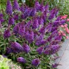 Budleja, Dāvida ,,Butterfly Candy Little Purple,, /Buddleja davidii/- P9 kont.