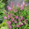 Budleja, Dāvida ,,Butterfly Candy Little Pink,, /Buddleja davidii/- P9 kont.