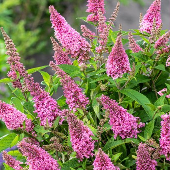 Budleja, Dāvida ,,Butterfly Candy Little Pink,, /Buddleja davidii/- P9 kont.