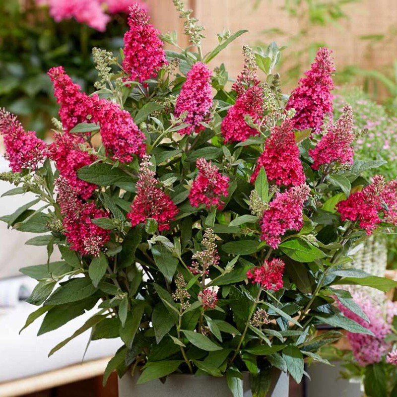 Budleja, Dāvida ,,Butterfly Candy Little Ruby,, /Buddleja davidii/- P9 kont.