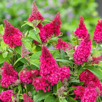 Budleja, Dāvida ,,Butterfly Candy Little Ruby,, /Buddleja davidii/- P9 kont.