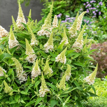 Budleja, Dāvida ,,Butterfly Candy Little White,, /Buddleja davidii/- P9 kont.