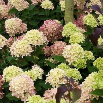 % Hortenzija, skarainā ,,Graffiti,, /Hydrangea paniculata/  - P9 kont.