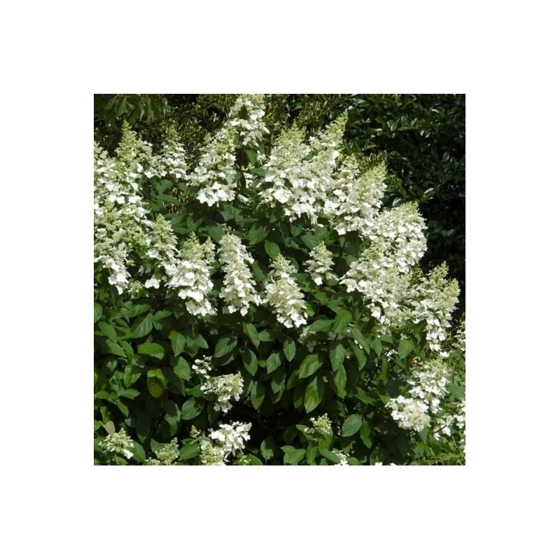 Hortenzija, skarainā ,,Great Escape,, /Hydrangea paniculata/  - P9 kont.