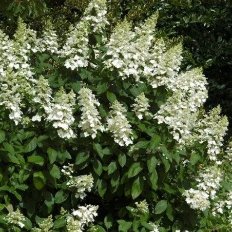 Hortenzija, skarainā ,,Great Escape,, /Hydrangea paniculata/  - P9 kont.