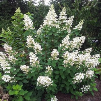 Hortenzija, skarainā ,,Great Escape,, /Hydrangea paniculata/  - P9 kont.