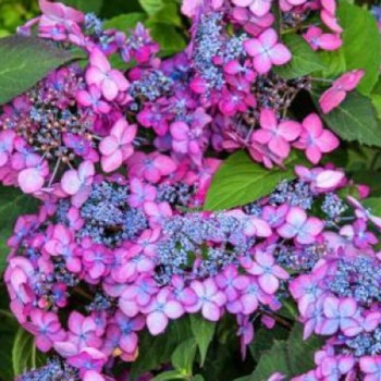 Hortenzija, robainā 'Barca' /hydrangea serrata/ - P9 kont.