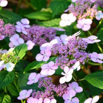 Hortenzija, robainā 'Barca' /hydrangea serrata/ - P9 kont.