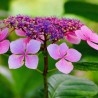 Hortenzija, robainā 'Barca' /hydrangea serrata/ - P9 kont.