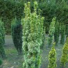 Īve, parastā ,,Snow Lady,, /Taxus baccata/ - C30 kont. - 80-100cm.