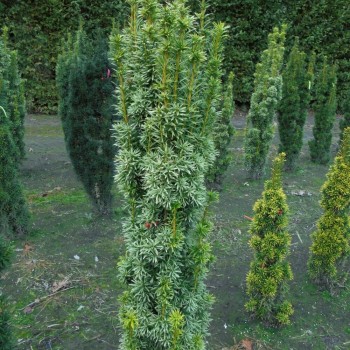 Īve, parastā ,,Snow Lady,, /Taxus baccata/ - C30 kont. - 80-100cm.