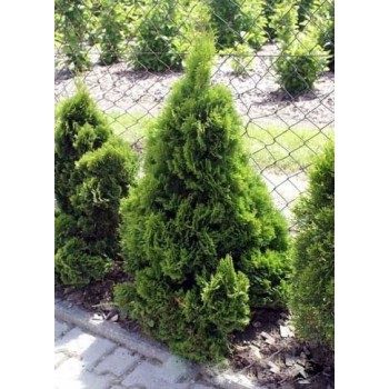 Rietumu tūja ,,Miky,, /thuja occidentalis/ - C2,5 kont. - 20-30cm.