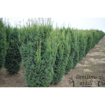 Īve, vidējā ,,Hicksii,,/Taxus media/ - C30 kont. - 120-140cm.