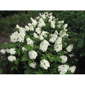 Hortenzija, skarainā ,,Pee Wee,, /Hydrangea paniculata/ - C10 kont.