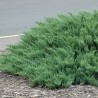 Kadiķis, kazaku ,,Tamariscifolia,, /Juniperus sabina/ - P9 kont.