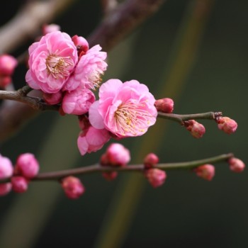 Japānas ziedu aprikoze - sakura "Pendula,, /Prunus mume/ - augstcelma - PA 100-120cm., C7.5 kont.