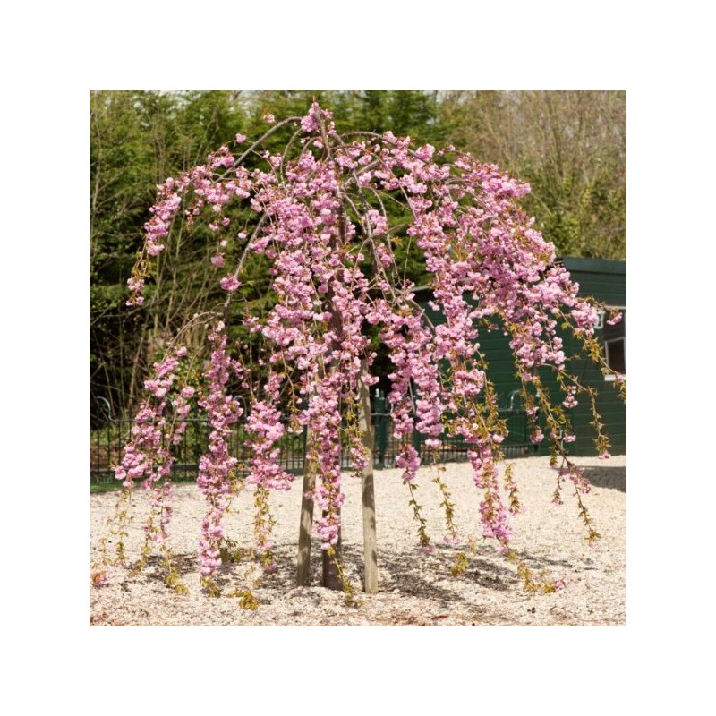 Japānas ziedu aprikoze - sakura "Pendula,, /Prunus mume/ - augstcelma - PA 100-120cm., C7.5 kont.