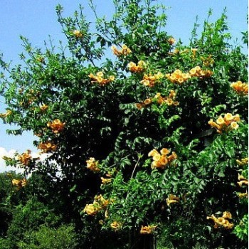 Trompetliāna "Flava" /campsis radicans/ - C2 kont.