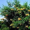 Trompetliāna "Flava" /campsis radicans/ - C2 kont.