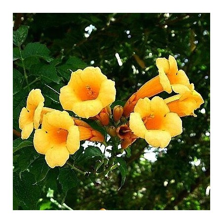 Trompetliāna "Flava" /campsis radicans/ - C2 kont.