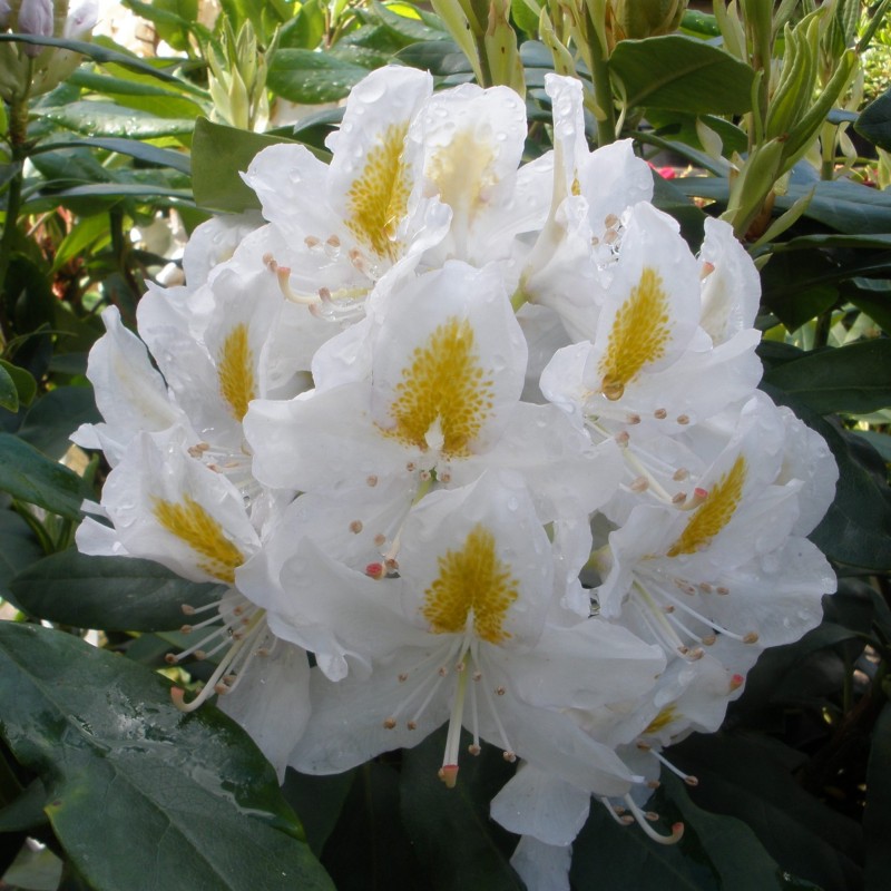 Rododendrs ,,Madame Masson,, /Rhododendron/- C3 kont.