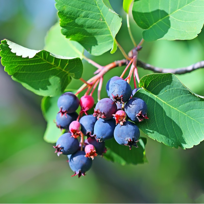 Korinte, alkšņlapu "Greatberry Aroma" /amelanchier alnifolia/ - C3 kont., 40-60cm.