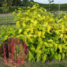 Grimonis, baltais ,,Neon Burst,, /Cornus alba/ - C3 kont. - spēcīgs stāds