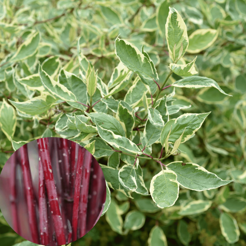 Grimonis, baltais ,,Cream Cracker,, /Cornus alba/ - C2 kont. - spēcīgs stāds