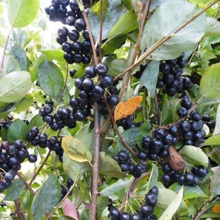 Aronija, melnaugļu ,,Viking,, /Aronia melanocarpa/ - C2.5 kont.