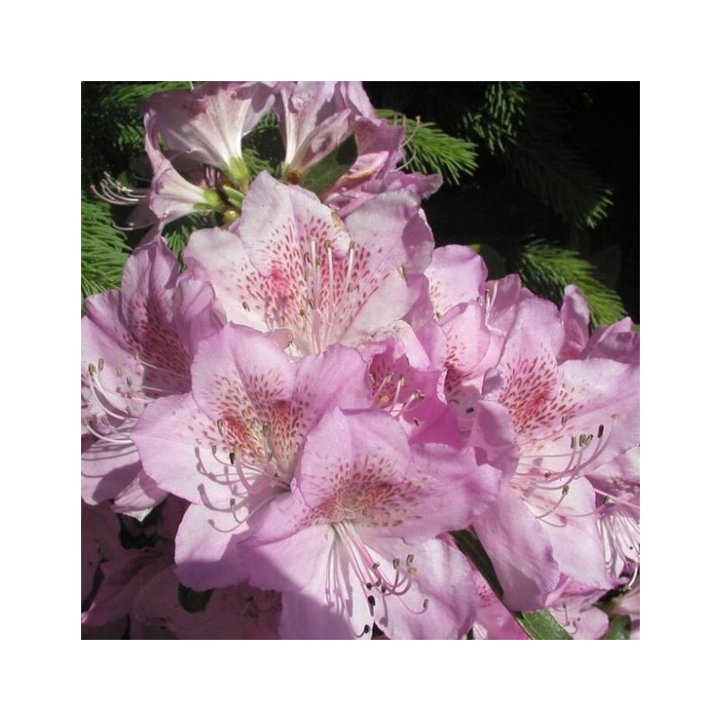 Acālija, Japānas "Staccato" /azalea japonica/ - C4 kont.