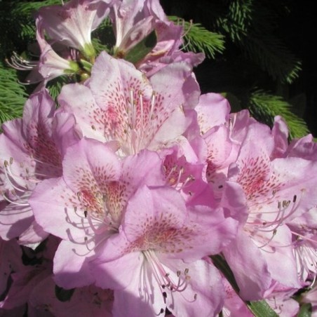 Acālija, Japānas "Staccato" /azalea japonica/ - C4 kont.