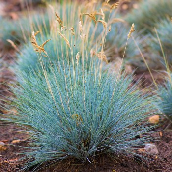 Auzene, zilganā /Festuca...