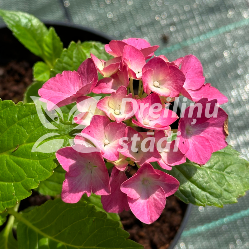 Hortenzija, liellapu 'Sweet Pink Bicolor®' /hydrangea macrophylla/ - C3 kont.