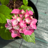 Hortenzija, liellapu 'Sweet Pink Bicolor®' /hydrangea macrophylla/ - C3 kont.