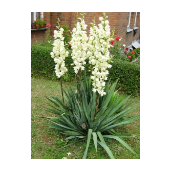 Juka, diegveida /Yucca filamentosa/ - C2.5 kont.