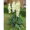 Juka, diegveida /Yucca filamentosa/ - C2.5 kont.